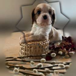 Cavalier king девочка и мальчики