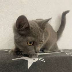 Котенок в Томске