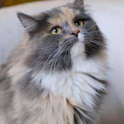 Шикарная кошка ищет дом