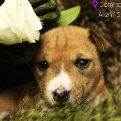 Basenji puppies