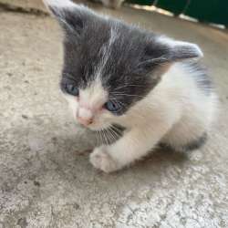 Котята фото 5