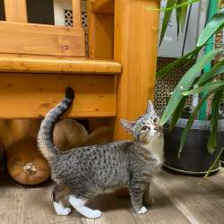 Котенок