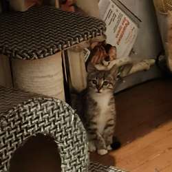 Котенок мальчик 4 месяца