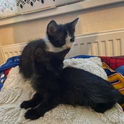 Котята