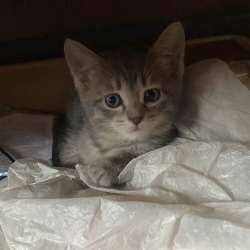 Котятки в добрые руки в Барнауле