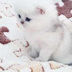 Красивые шикарные котята фото 16