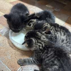 котята даром в Тюмени