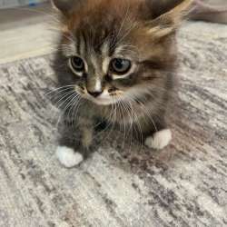 Два милых котенка
