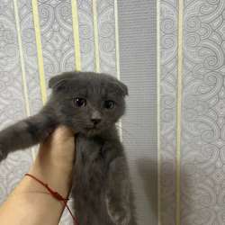 котята 500р в Волгограде