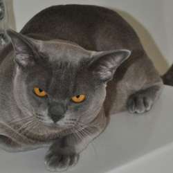 Котята европейской бурмы