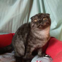 Шотландкие котята