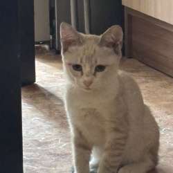 Котенок в добрые руки в Уфе фото 4