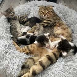 Отдам котят в добрые руки в Началово фото 3