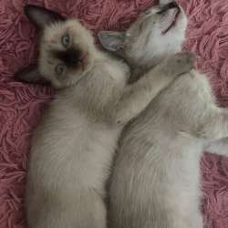 Сиамские котята в Астрахани фото 3