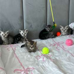 Продам породистых котят)