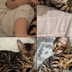 Кошка