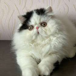 Котята Экзоты фото 6
