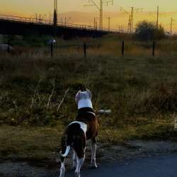 American bully