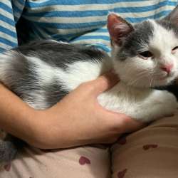 Котёнок