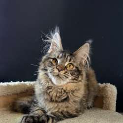 Котенок мейн кун