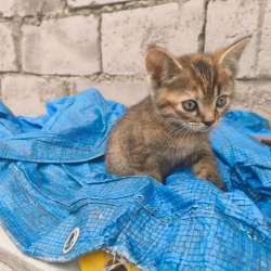 Котята в добрые руки в Нальчике фото 6