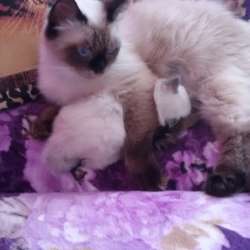 Кошки