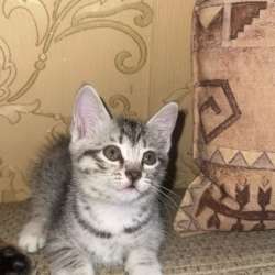 Котята ищут добрых друзей в Красноярске