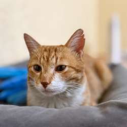 Котенок в добрые руки в Уфе фото 3
