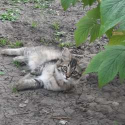 Котята, 3 месяца