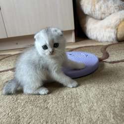 Шотландские котята в Кирово-Чепецке