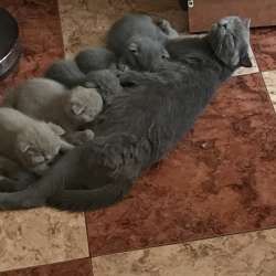 Продам котят Британец и шотландец фото 3