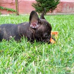 Französische Bulldogge Welpen в Липецке