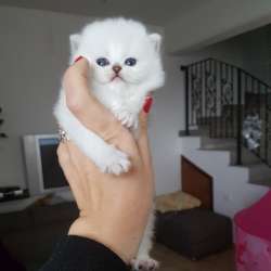 Красивые шикарные котята фото 9