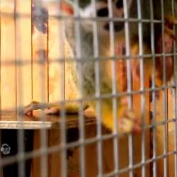 Обезьянка ищет ответственную, обеспеченную Семью. Monkey фото 4