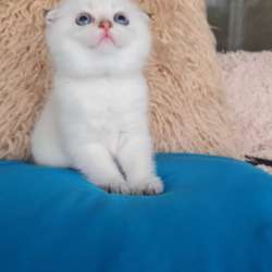 Британские и шоландские котята фото 6