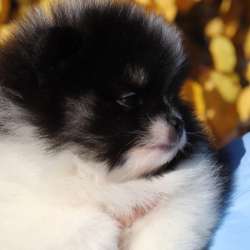 Щенок шпица 1,5 мес мальчик