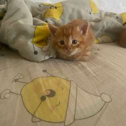 Котята в Орске фото 3