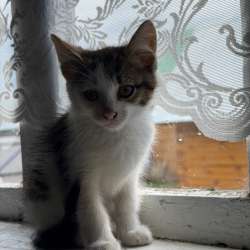 Котята в Йошкар-Оле фото 3