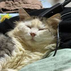 Котик