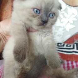 Scottish fold. male, Scottish strait female. Document фото 8