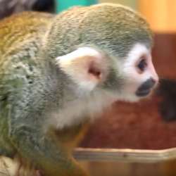 Обезьянка ищет ответственную, обеспеченную Семью. Monkey фото 7