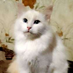 Котенок в добрые руки. Голубоглазая Снежка в Пензе фото 6