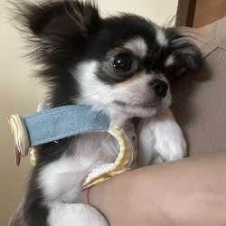 Щенок чихуахуа мальчик 4 месяца
