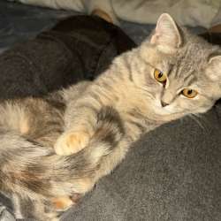 кошка в Новокузнецке