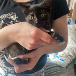 Отдам бесплатно котят в срочном порядке!