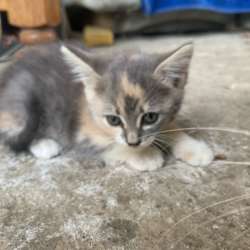 Котята в добрые руки в Краснодаре