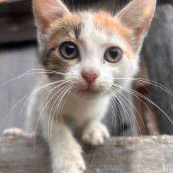 Котенок в Ульяновске фото 3