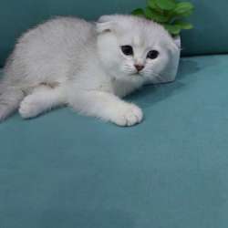 Кошки на продаже в Грозном фото 5