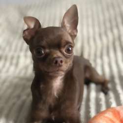 Вязка , ищем девочку чихуа в Воронеже фото 7