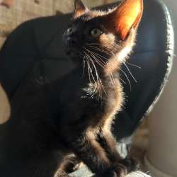 Отдам бесплатно котика